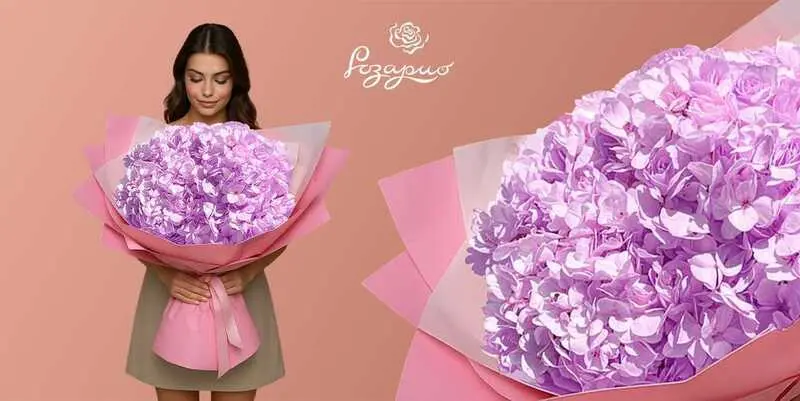 Огромный букет розовых гортензий, фронтальный вид, в руках у девушки